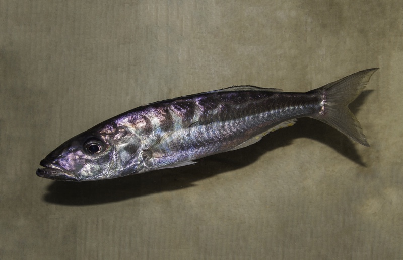 Bathybates leo 'Kansombo Banks'